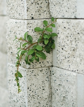 Bloc zid Siena
